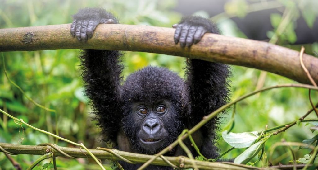 Gorilla Tracking