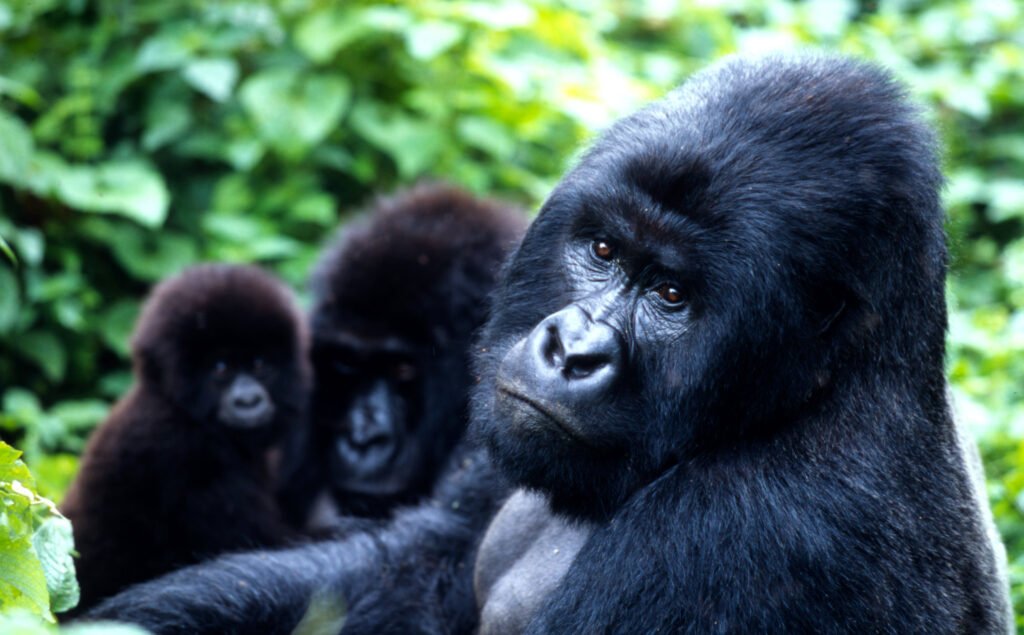 Book Gorilla Trekking Permits
