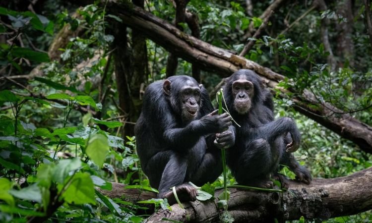 Luxury Chimpanzee Habituation