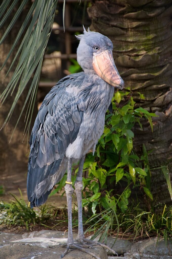 Birding in Uganda