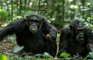 Chimpanzee Habituation in Kibale