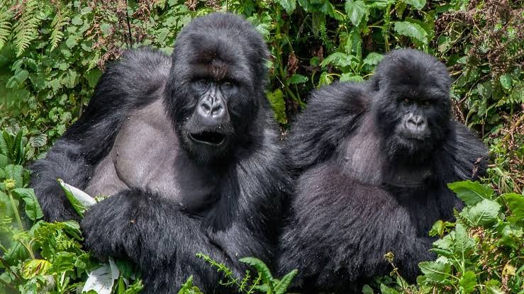 Bwindi Gorilla Safari