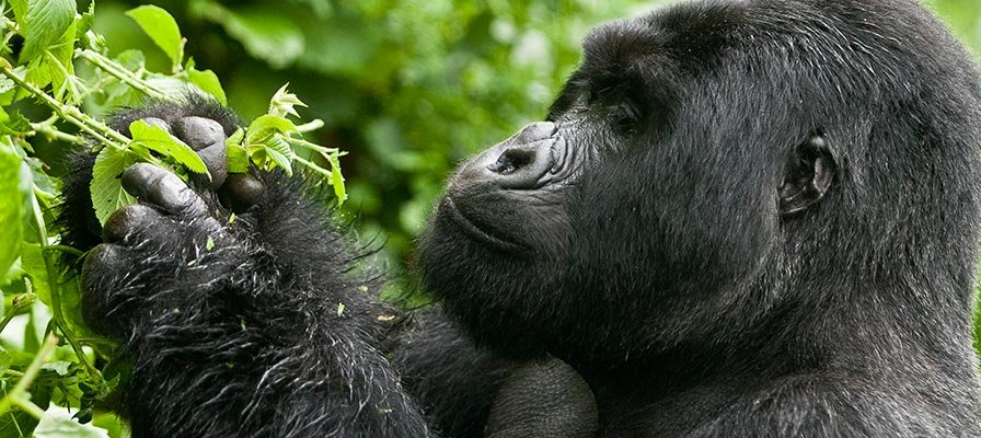 Best Time for Gorilla Trekking in Uganda & Rwanda