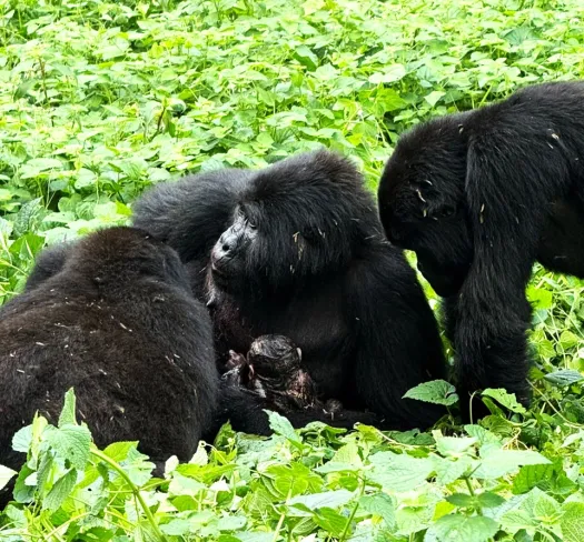 gorilla