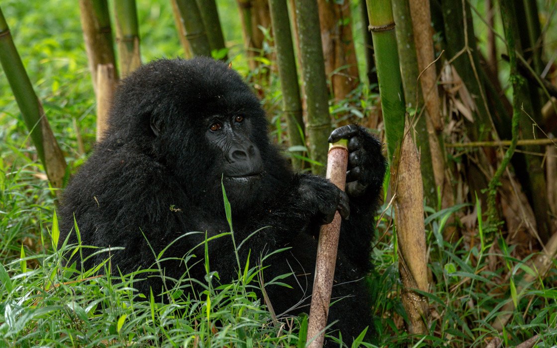 https://ugandawildlife.org/national-parks/mgahinga-gorilla-national-park/