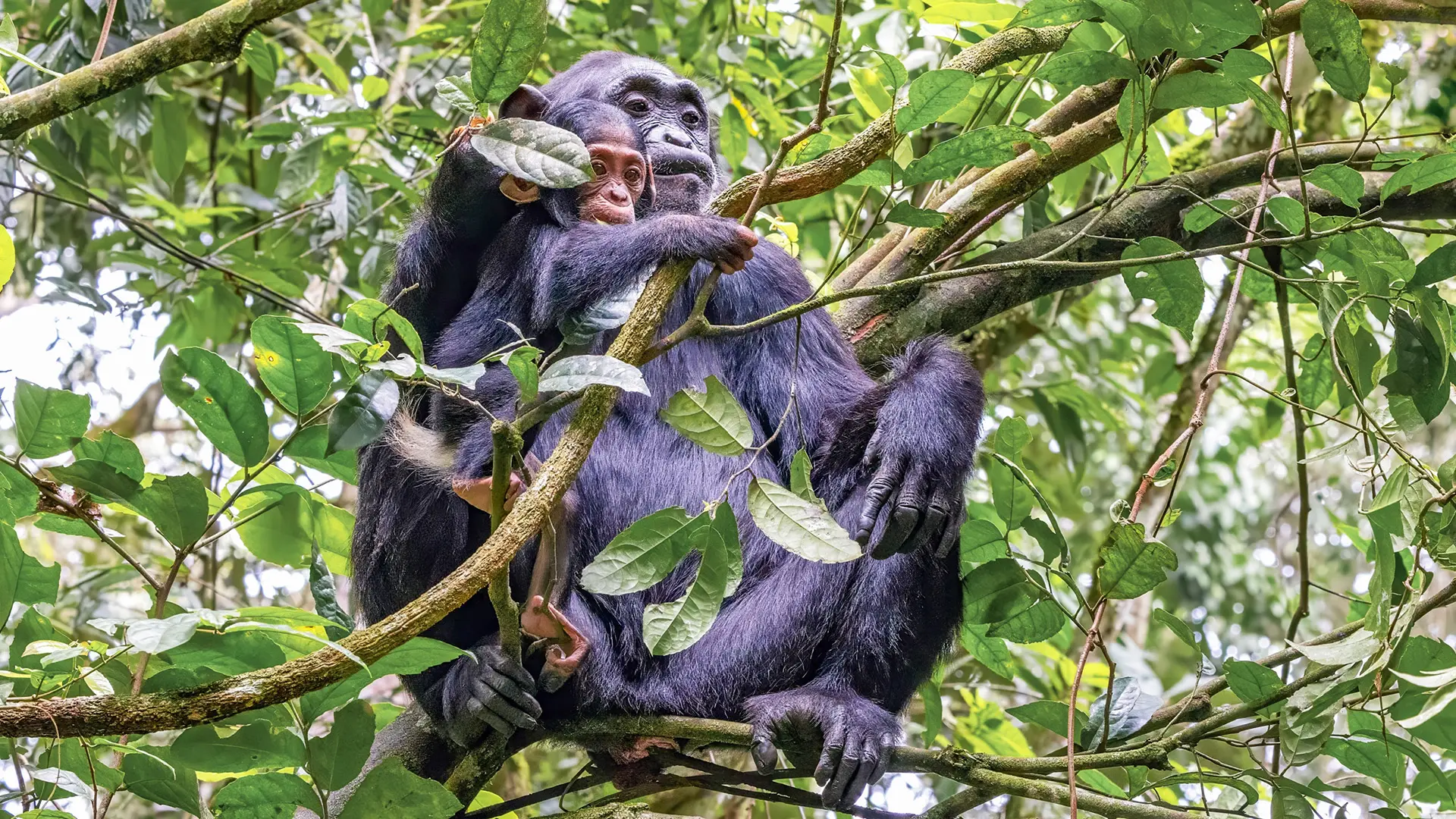 Chimpanzee Habituation in Uganda