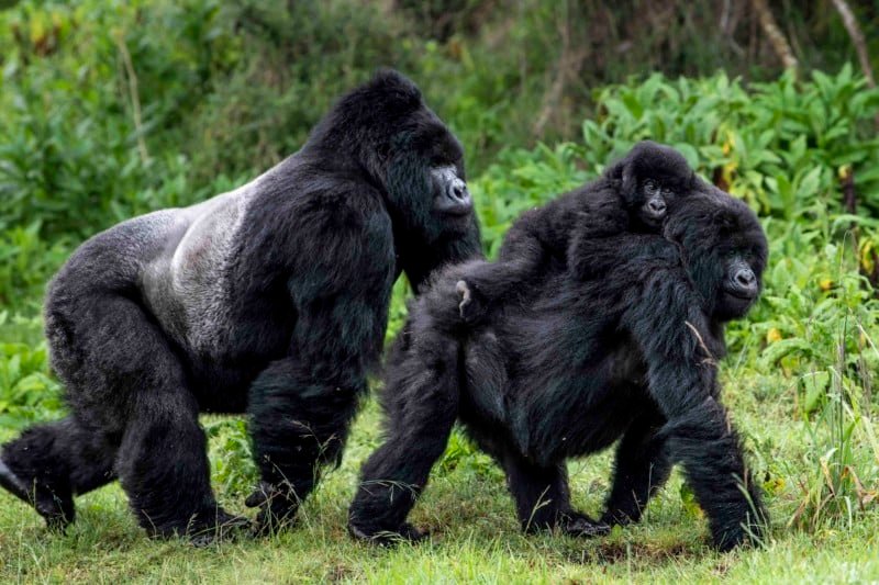 Uganda Gorilla Permits