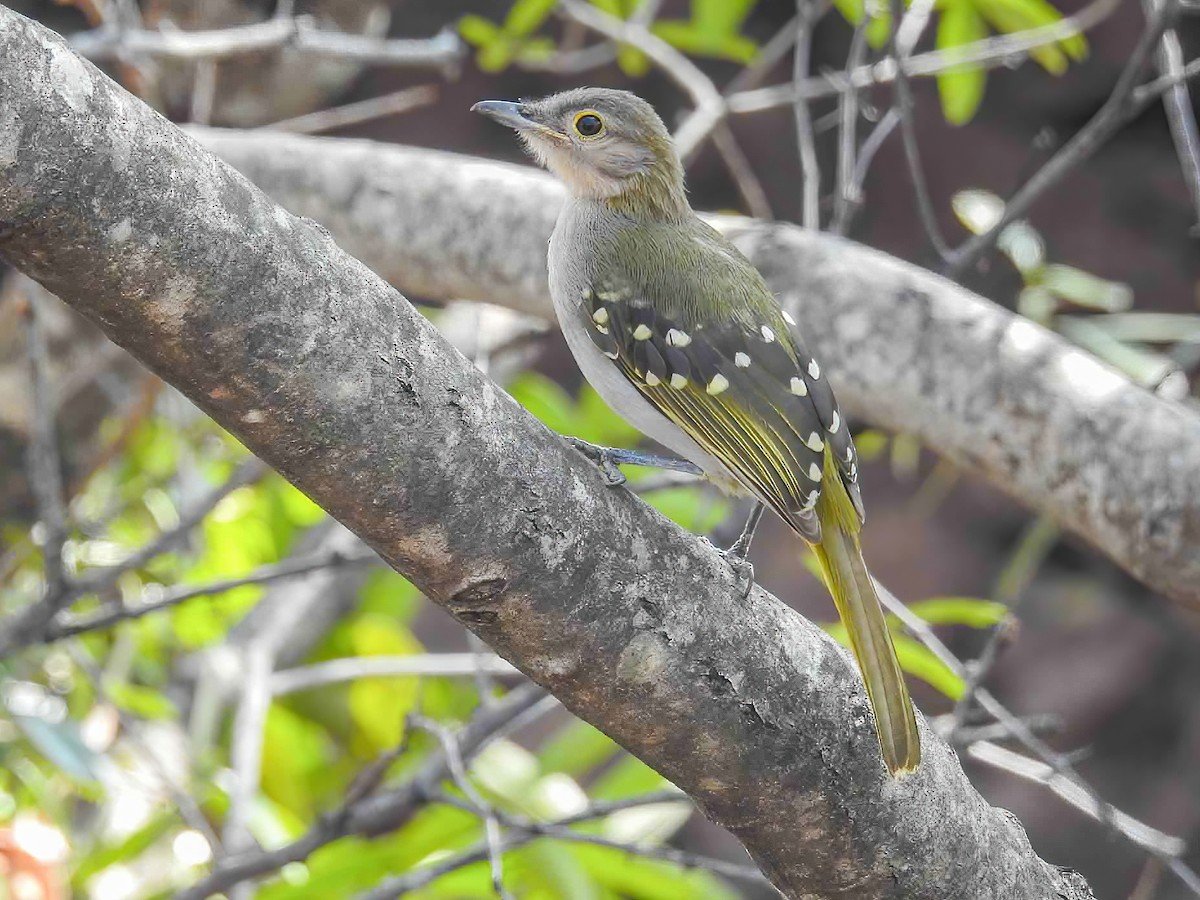 Semliki National Park Birding