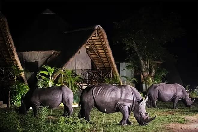 Rhino Trekking in Uganda