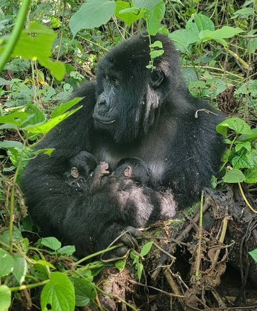 Private gorilla permits 