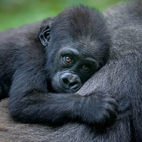 Gorilla Trekking in Uganda