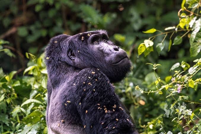 Book Gorilla Trekking Permits in Bwindi