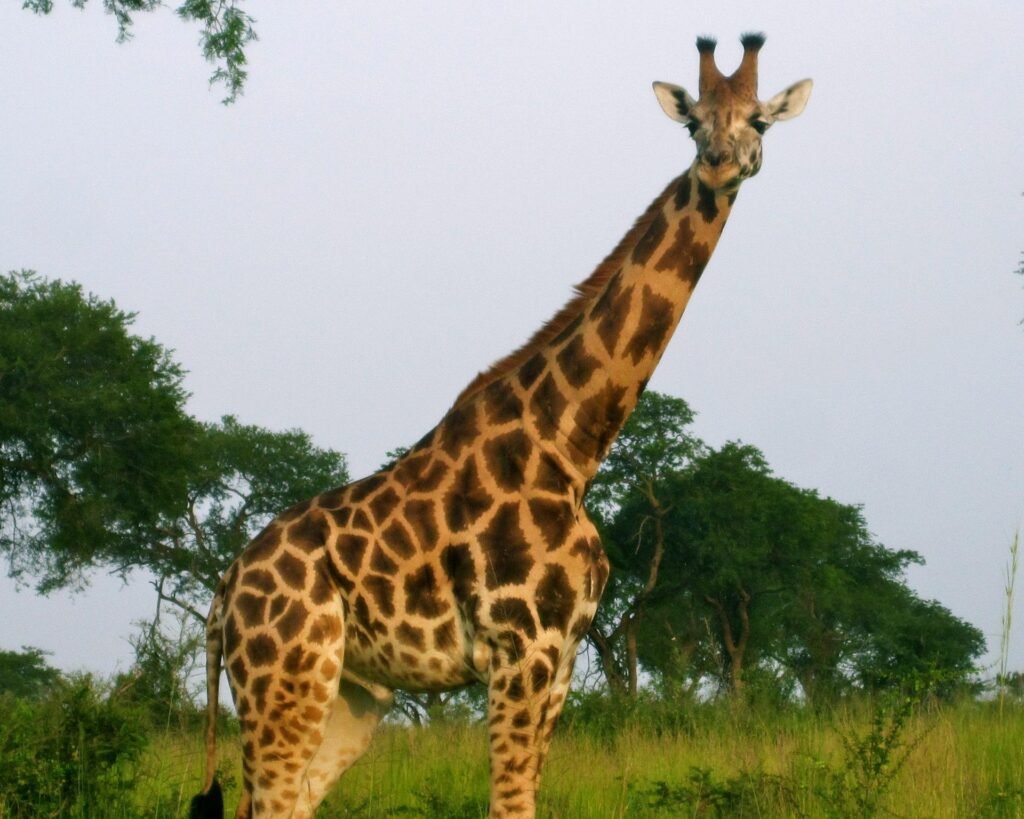 Lake Mburo Walking Safari