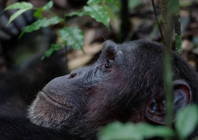 Chimpanzee