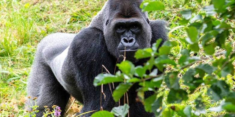 Rwanda Gorilla Trekking
