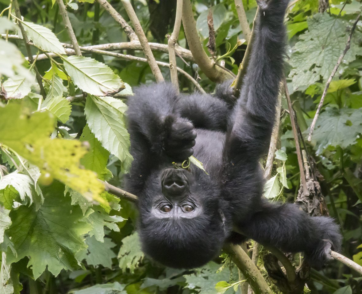 Gorilla Trekking Success