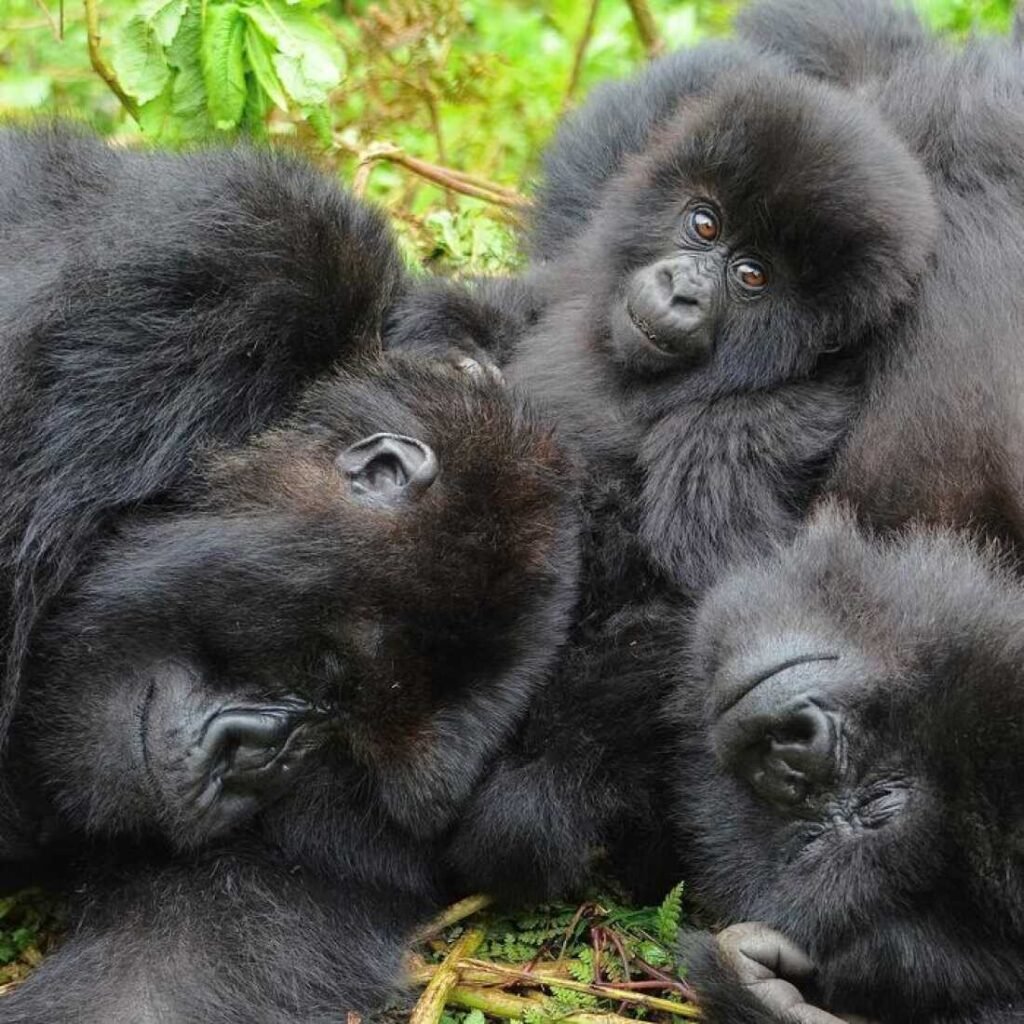 Uganda Gorilla Permit Cost