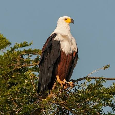 african fish eagle