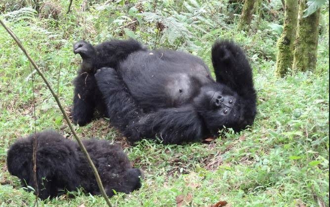 Mgahinga Gorilla Trekking