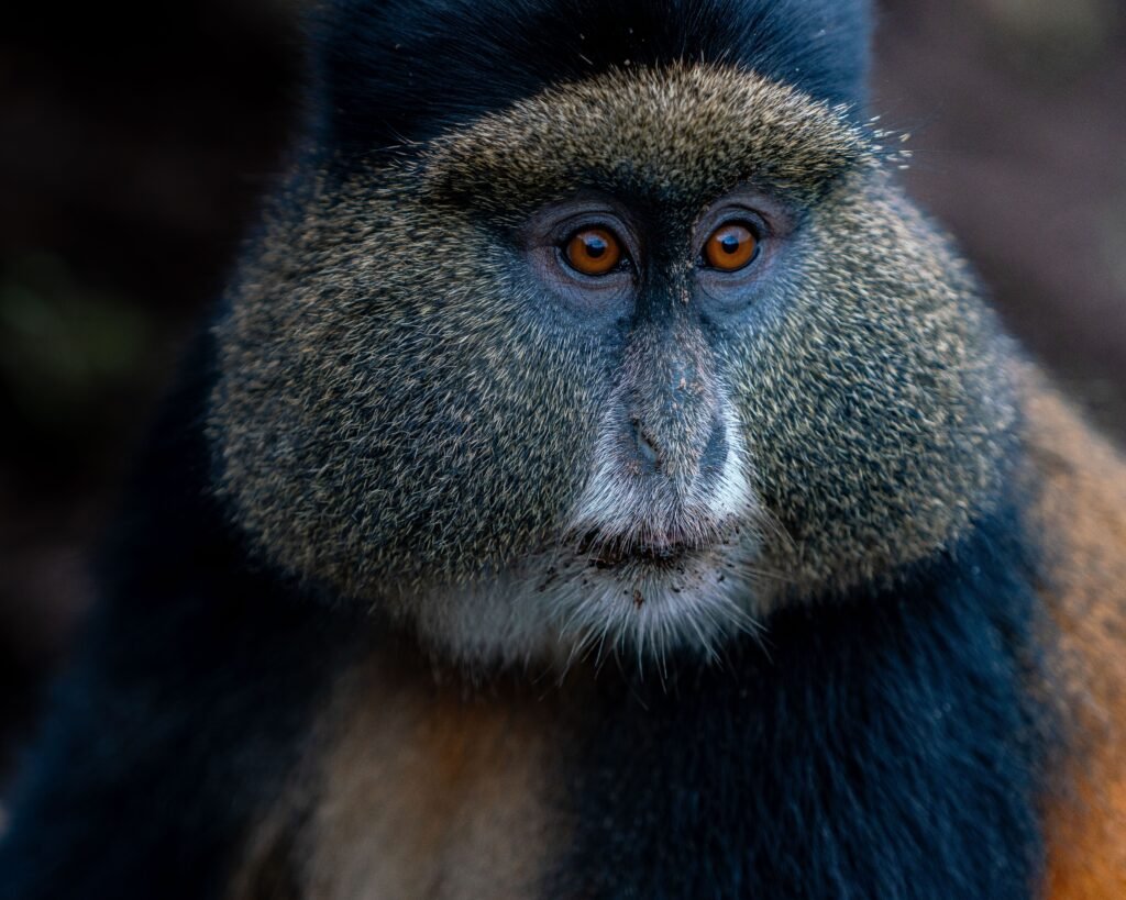 Golden Monkey Tracking
