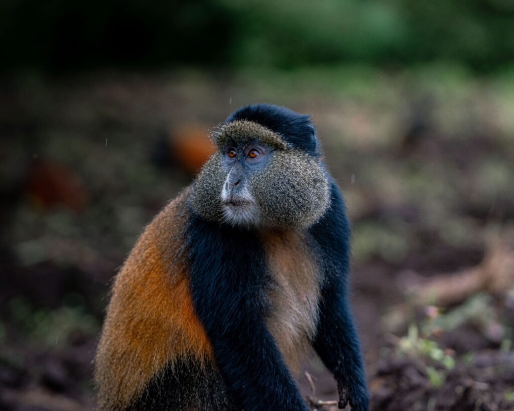 Golden Monkey Tracking