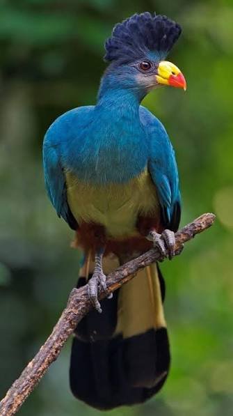 great blue turaco