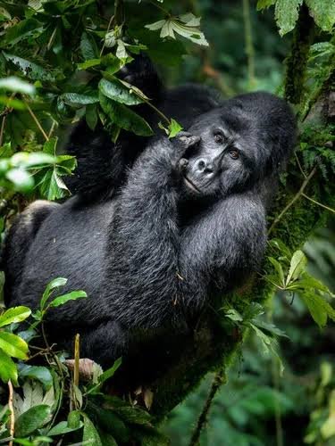 Gorilla Habituation Experience