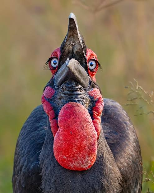 hornbill