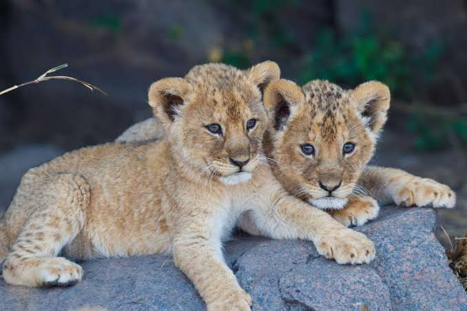 Kid-Friendly Sightseeing Attractions in Uganda