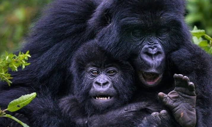Gorilla trekking in Uganda