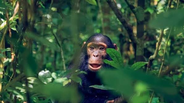 Chimpanzee Trekking Kibale Forest