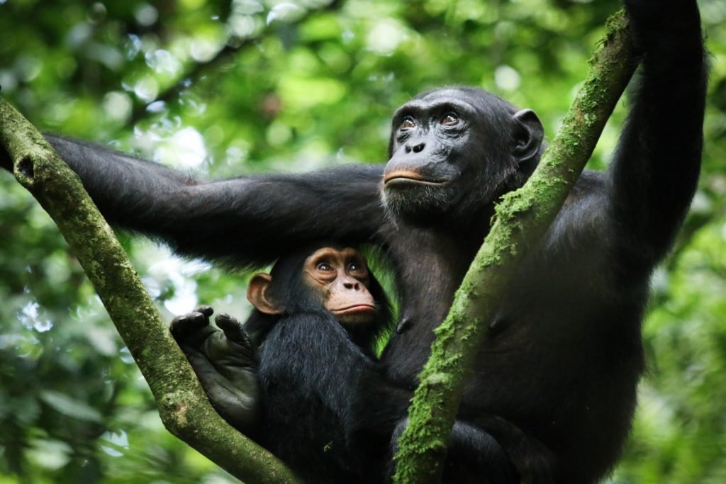 Luxury Primate Trekking in Uganda
