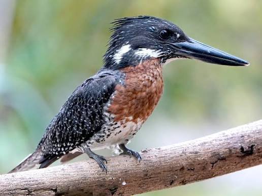 kingfisher