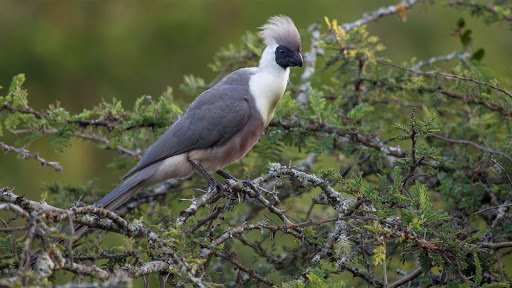 Birding in Lake Mburo National Park