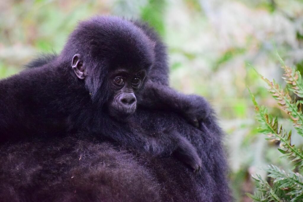 10‑Day Uganda Safari