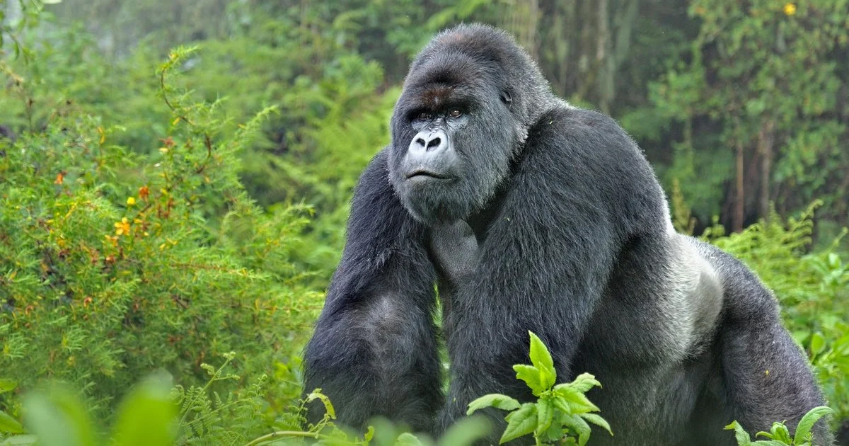 Track Gorillas