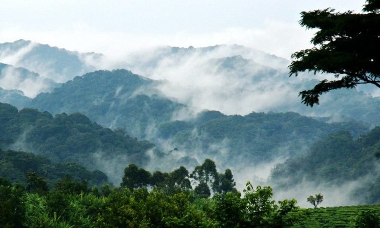 Bwindi