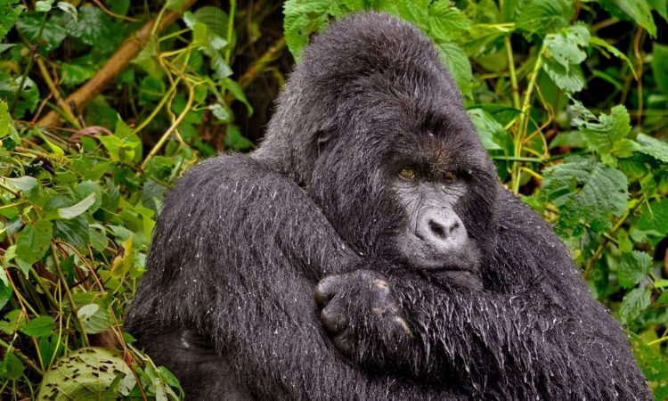 mountain gorilla