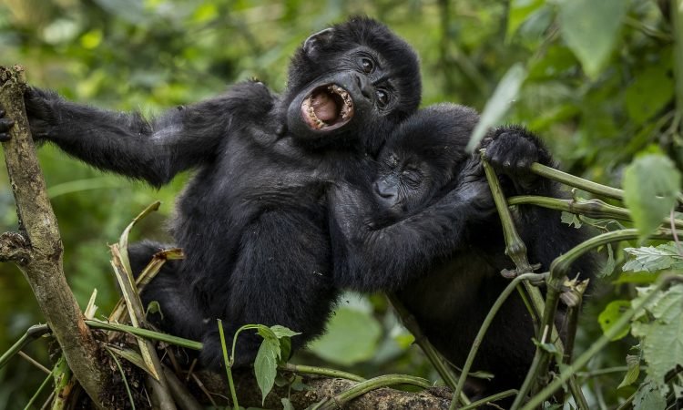 requirements for gorilla trekking