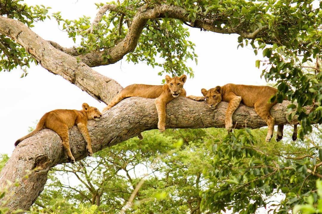 Uganda Safari Cost