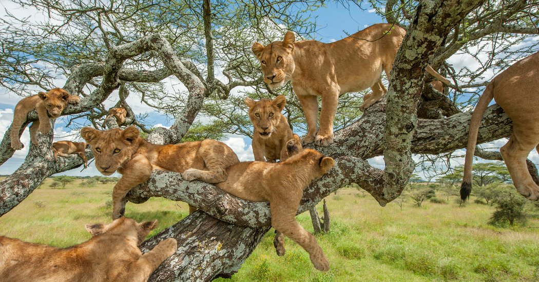 Queen Elizabeth National Park