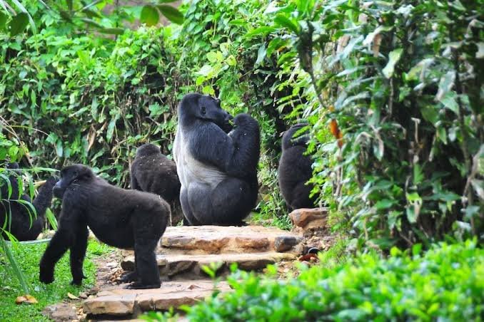 Uganda Gorilla Permits