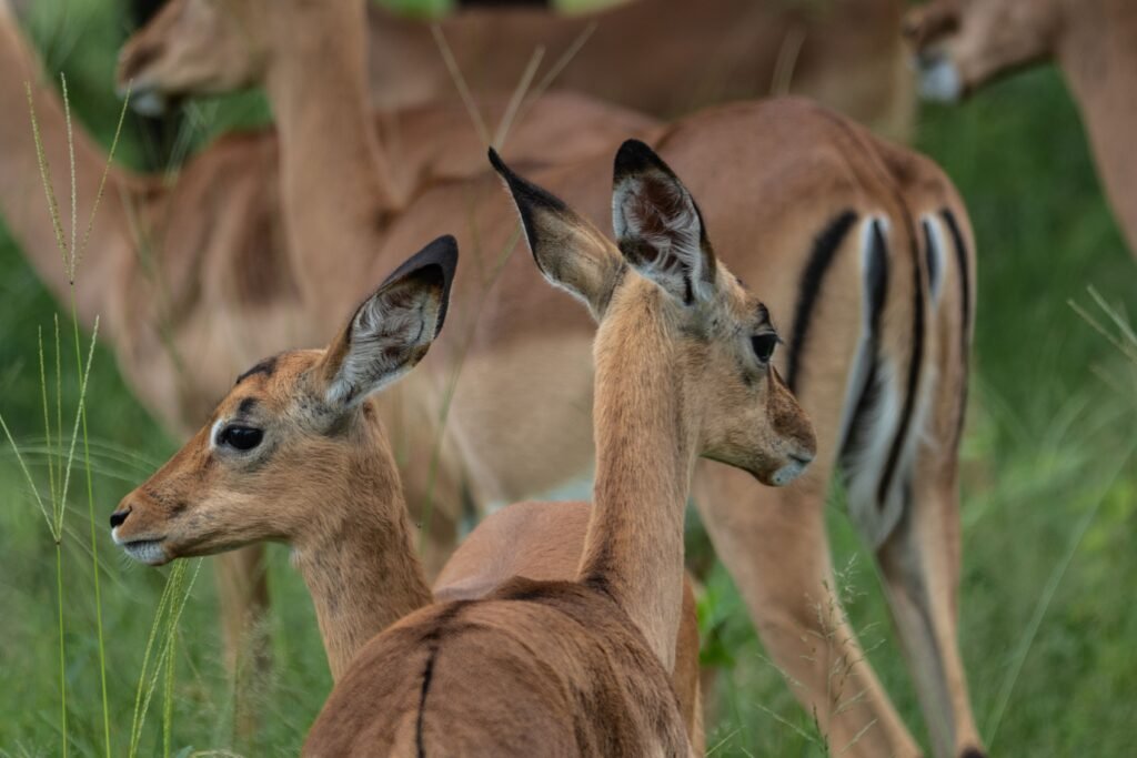 Lake Mburo Walking Safari