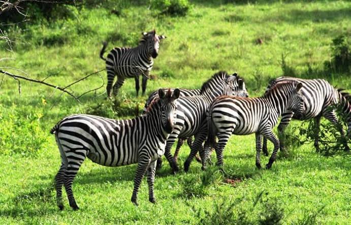 Lake Mburo luxury safari