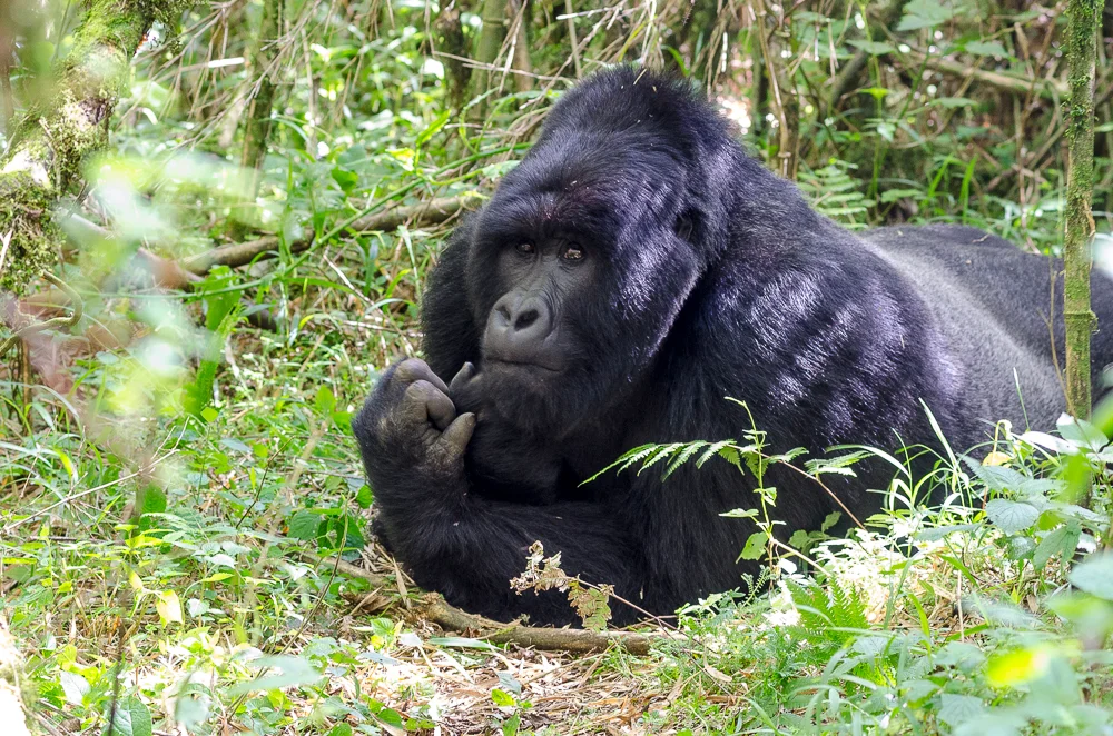 Rules for Gorilla Trekking in Uganda
