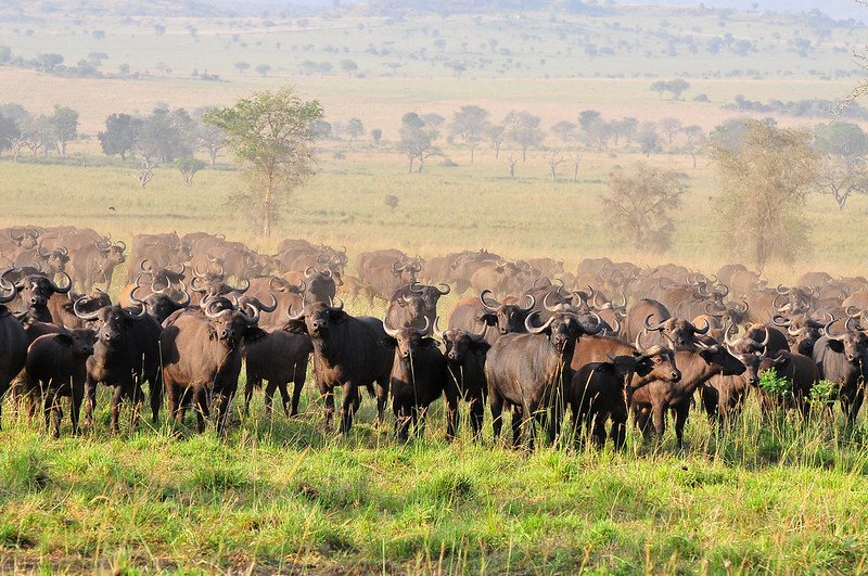 herd of buffaloes