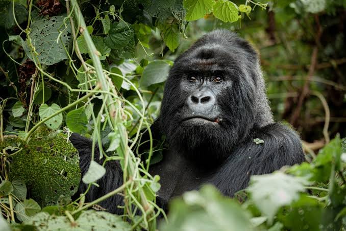 Gorilla Trekking Rules Uganda