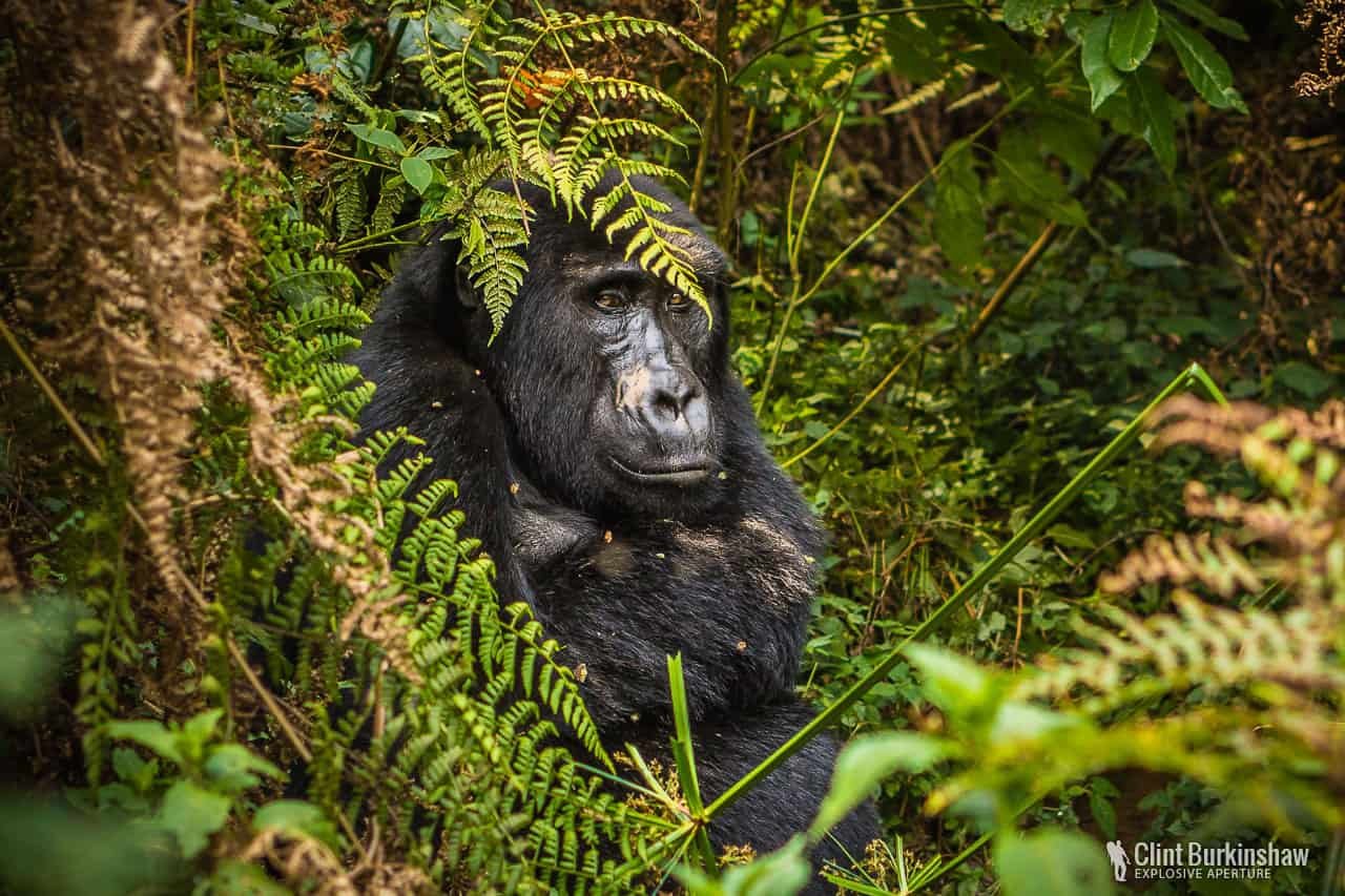 Gorilla rules