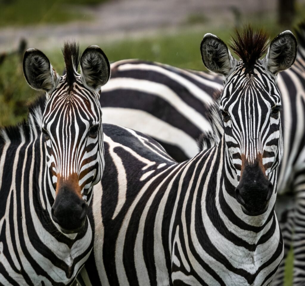 visit Uganda