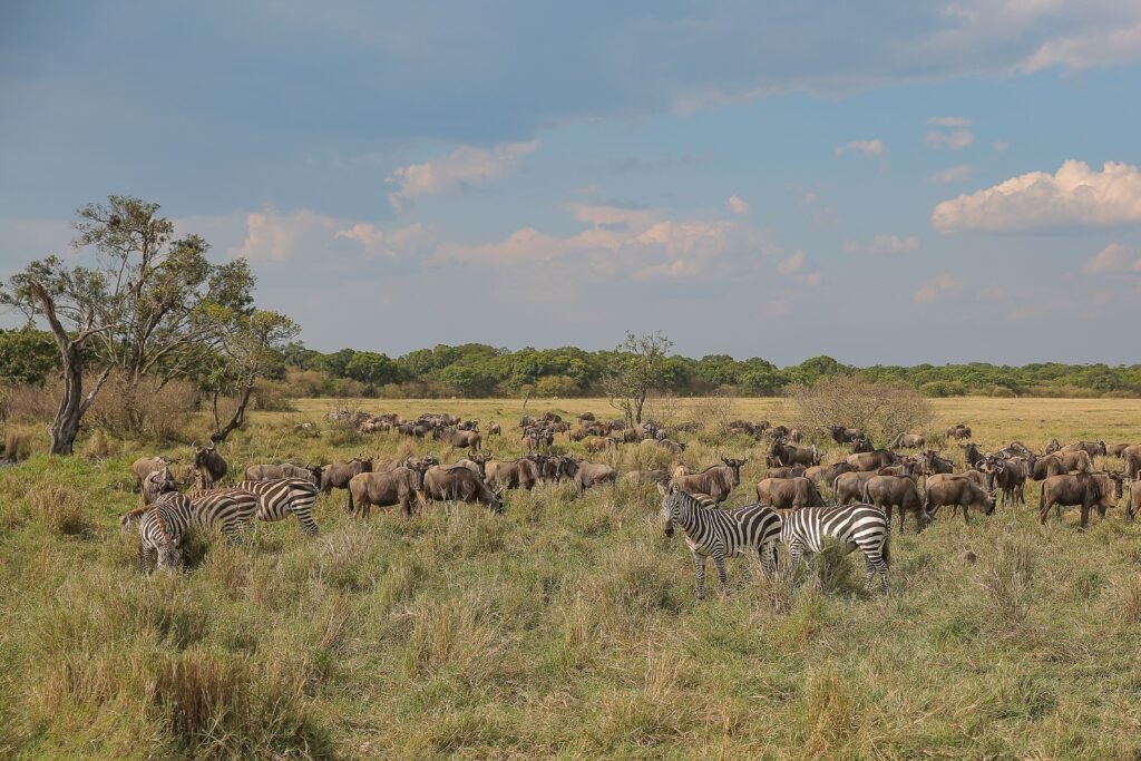 Murchison Falls